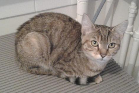 Vermisstmeldung Katze Weiblich , 10 jahre Caudebec-lès-Elbeuf Frankreich