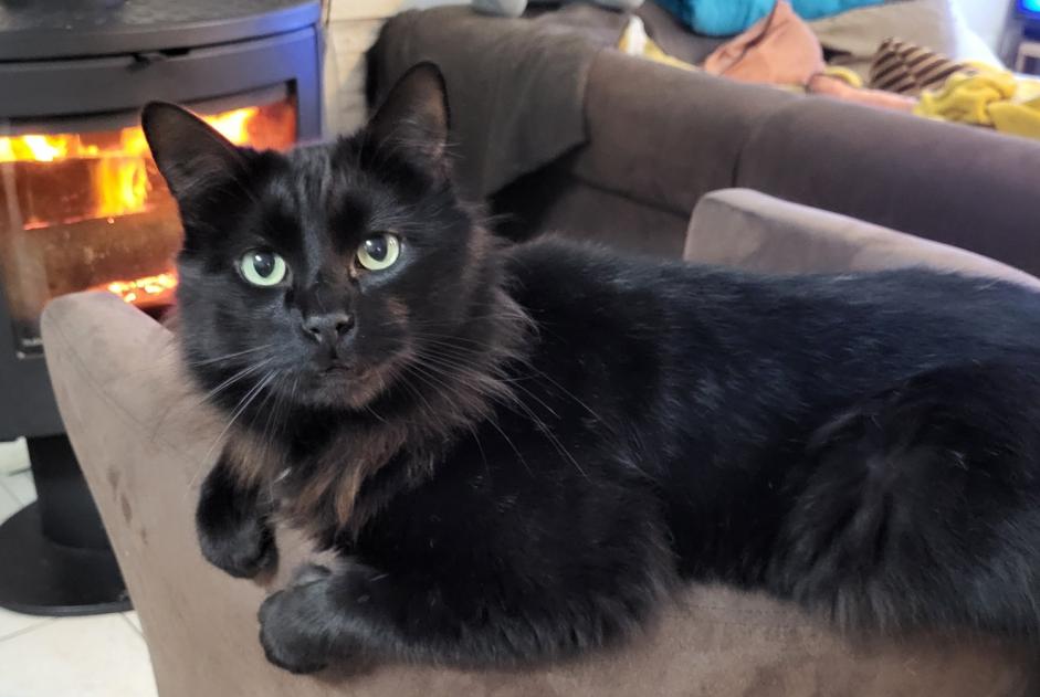 Vermisstmeldung Katze Männliche , 4 jahre Saint-Pierre-lès-Elbeuf Frankreich