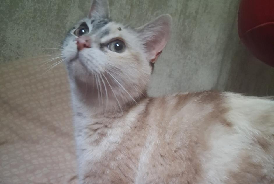 Discovery alert Cat miscegenation Female Montéléger France Discovery alert Cat miscegenation Female Montéléger France