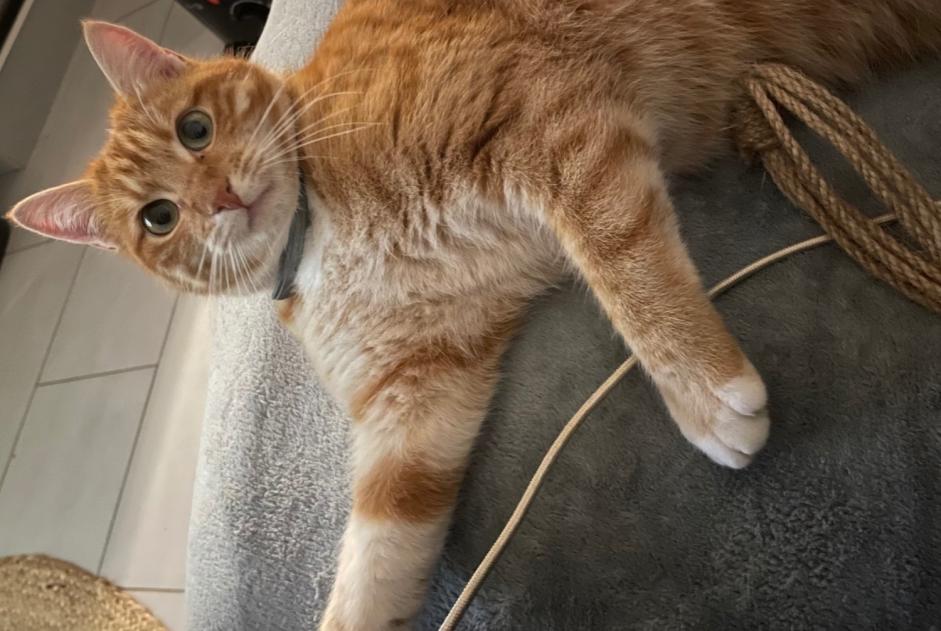 Disappearance alert Cat miscegenation Female , 1 years Plaine-d'Argenson France