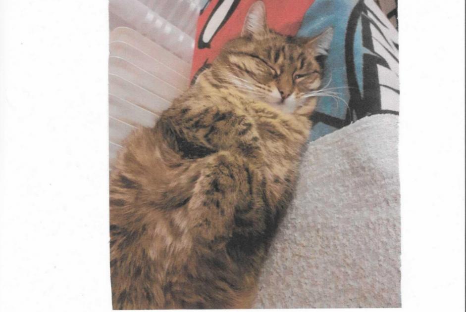 Alerte Disparition Chat croisement Femelle , 9 ans Bourg-en-Bresse France