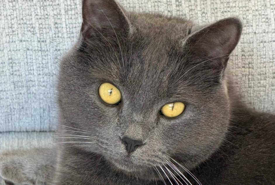 Alerte Disparition Chat  Mâle , 2 ans Divonne-les-Bains France