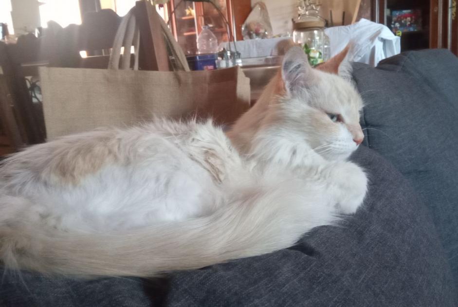 Alerte Disparition Chat croisement Mâle , 13 ans Rognac France Alerte Disparition Chat croisement Mâle , 13 ans Rognac France