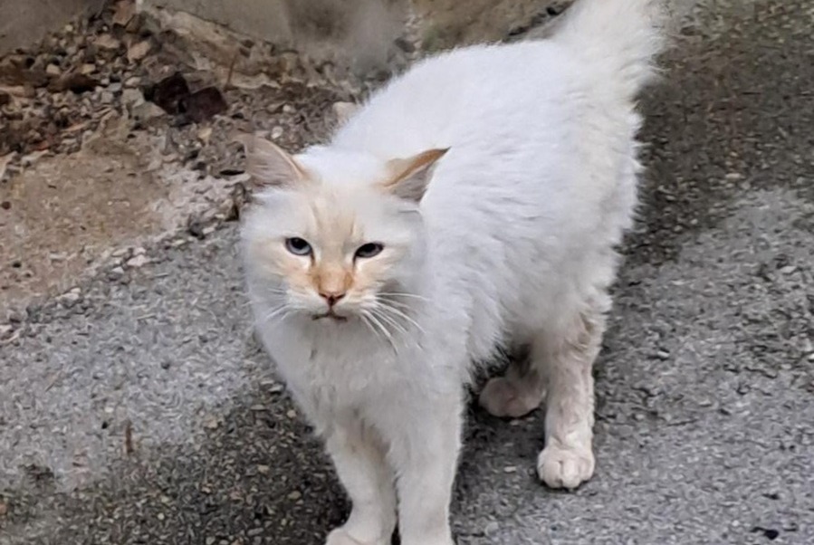 Alerte Découverte Chat Inconnu Samognat France