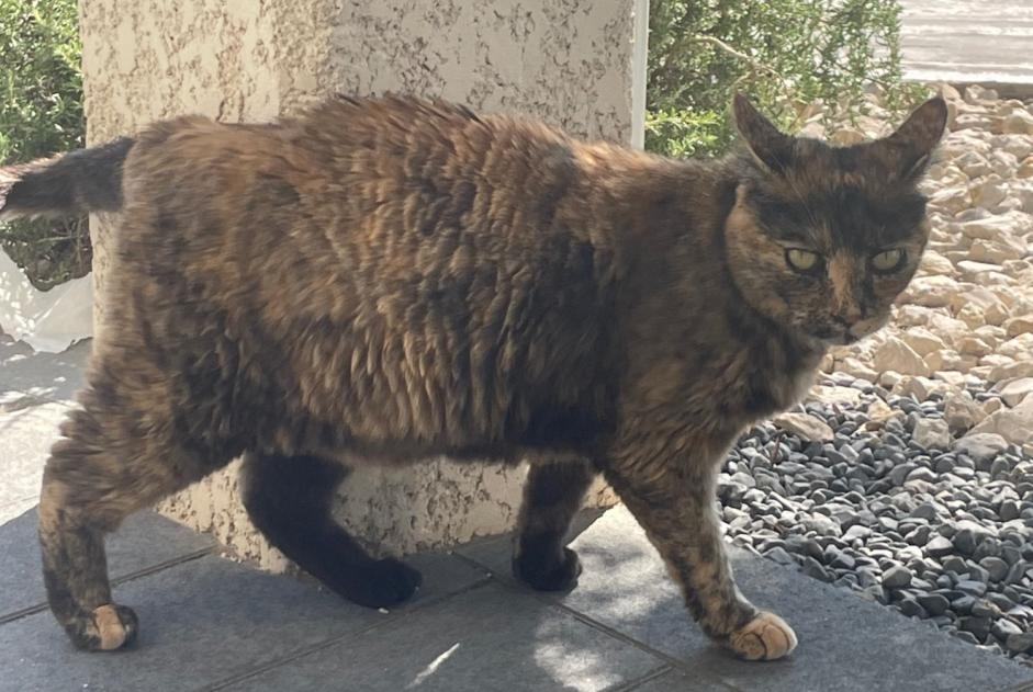 Alerte Découverte Chat Femelle Sablons France Alerte Découverte Chat Femelle Sablons France