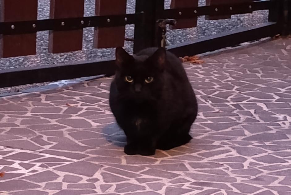 Alerte Découverte Chat Inconnu , 2 ans Noyarey France Alerte Découverte Chat Inconnu , 2 ans Noyarey France