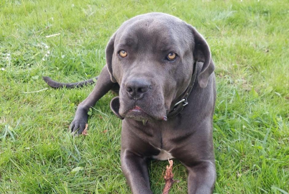 Alerte Disparition Chien  Femelle , 4 ans Aire-sur-l'Adour France