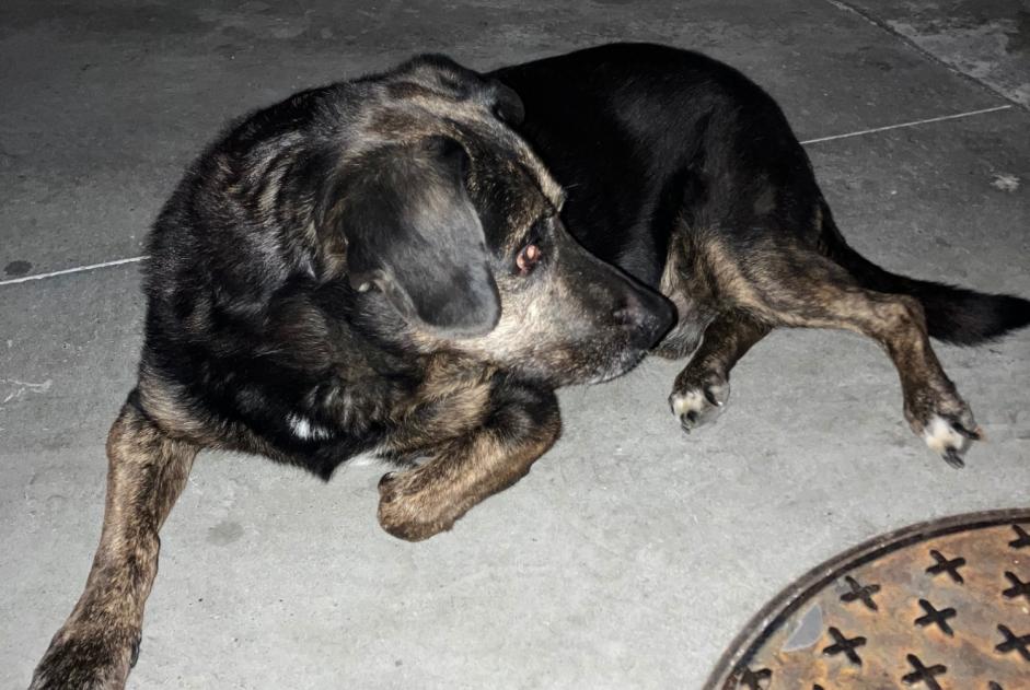 Avviso Ritrovamento Cane incrocio di razze Maschio Corbas Francia