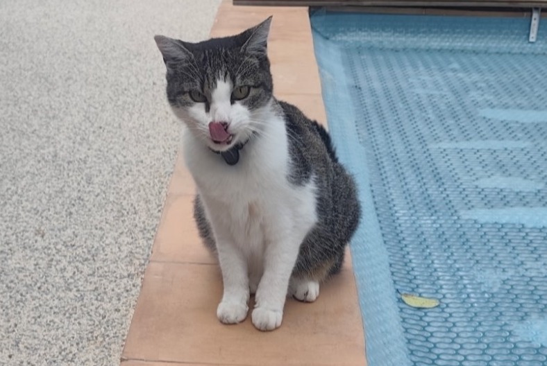 Avviso scomparsa Gatto Femmina , 12 anni Toulon Francia