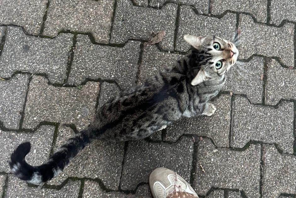 Avviso Ritrovamento Gatto Non conosciuta Feyzin Francia