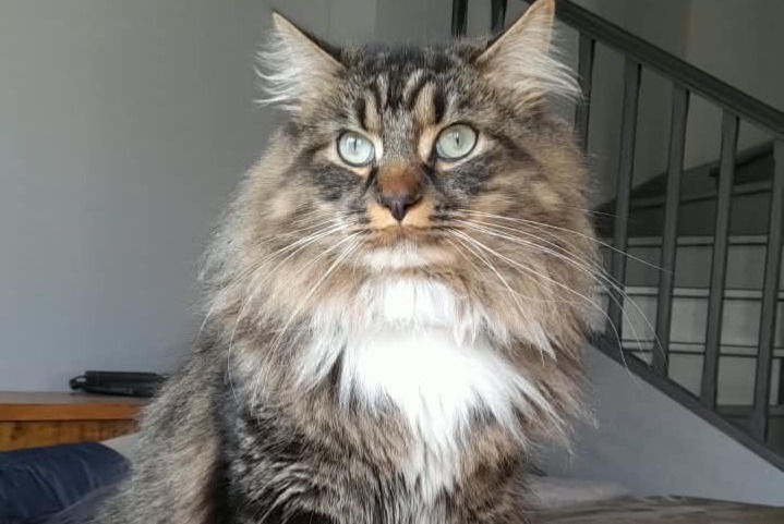 Verdwijningsalarm Kat Mannetje , 2 jaar Wingles Frankrijk