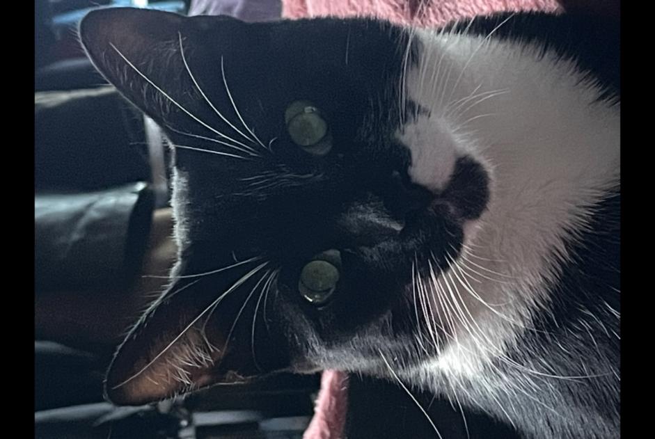 Verdwijningsalarm Kat  Vrouwtje , 1 jaar Limas Frankrijk