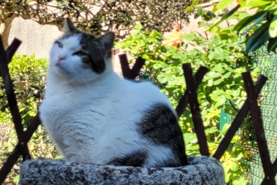 Alerta desaparecimento Gato cruzamento Fêmea , 5 anos Mouans-Sartoux France