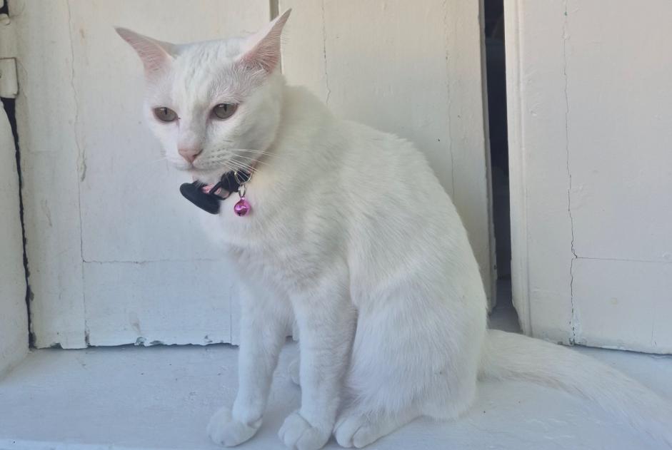 Alerta desaparecimento Gato  Fêmea , 3 anos Le Vésinet France