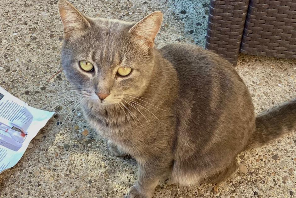 Alerta descoberta Gato Macho Les Angles France Alerta descoberta Gato Macho Les Angles France